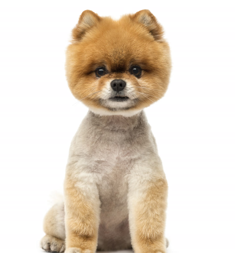 Recent groom at Gudgie Grooming