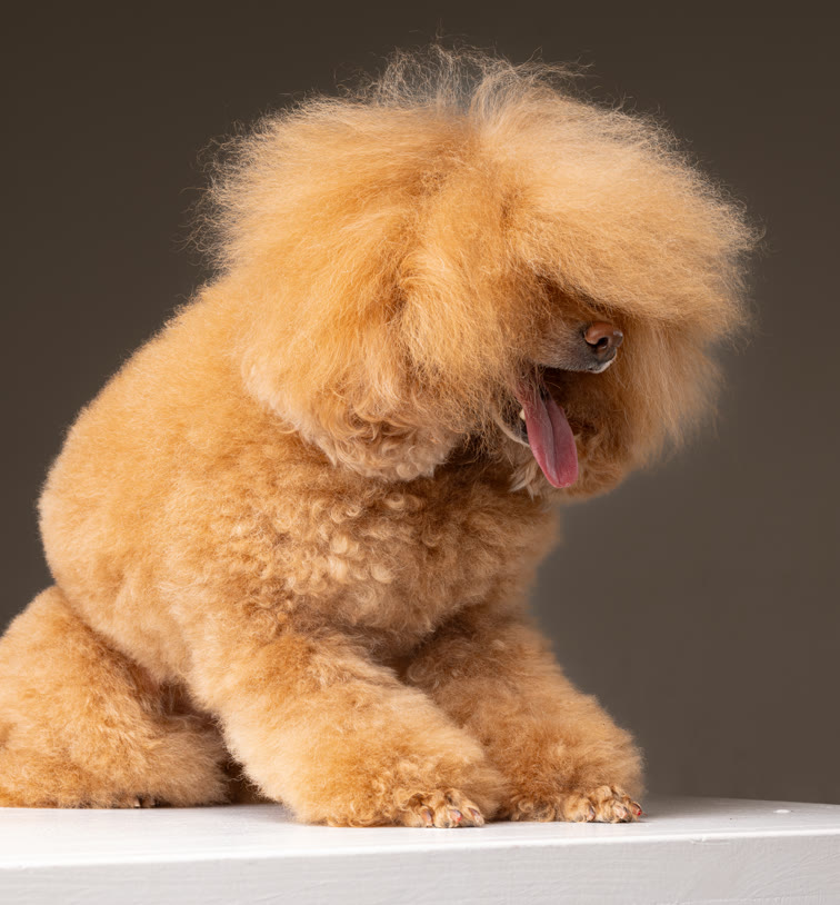 Recent groom at Gudgie Grooming