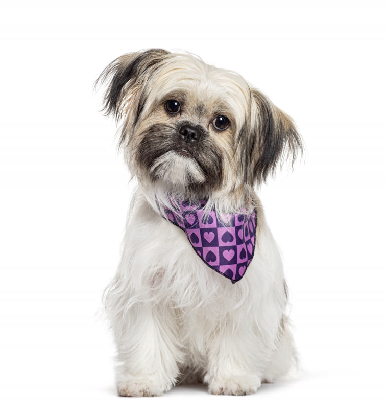 Recent groom at Gudgie Grooming