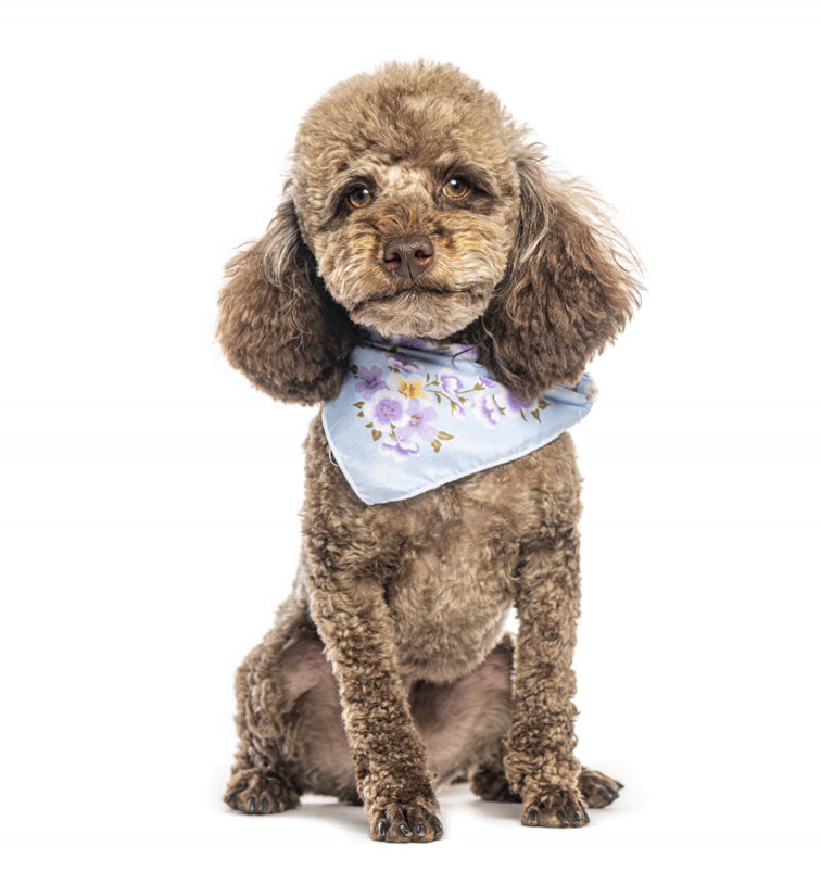 Recent groom at Gudgie Grooming