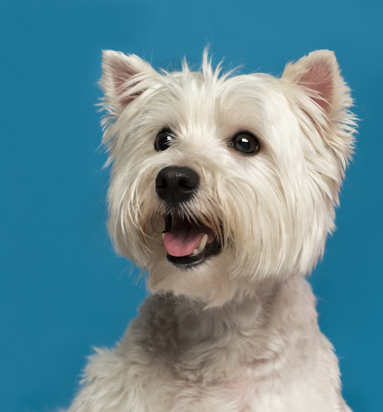 Recent groom at Gudgie Grooming