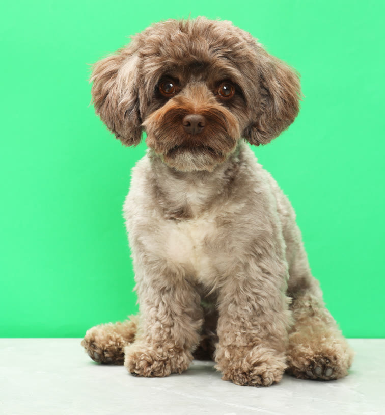 Recent groom at Gudgie Grooming