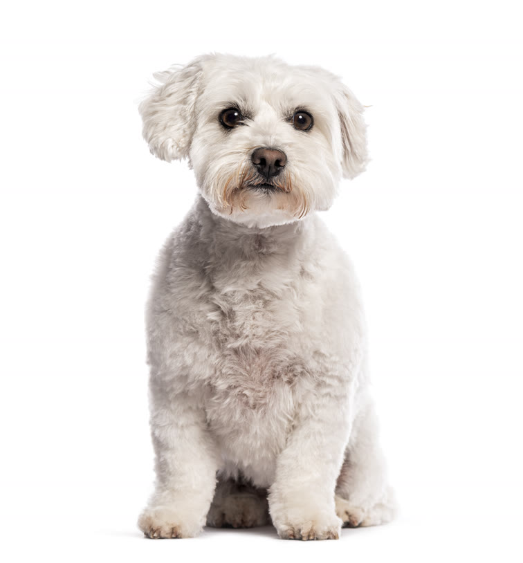 Recent groom at Gudgie Grooming