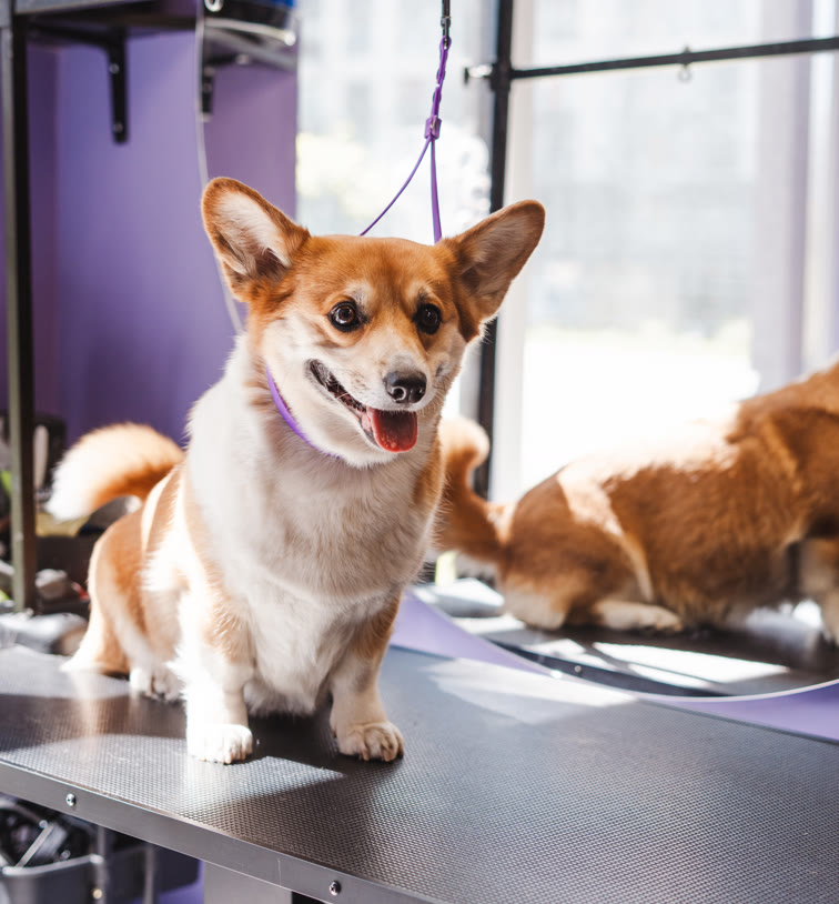 Recent groom at Gudgie Grooming