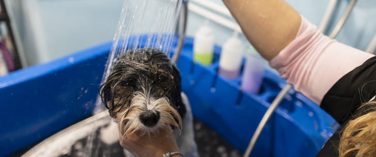 Bath, Brush & Blow-Dry