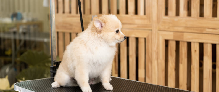 Puppy Introduction Groom